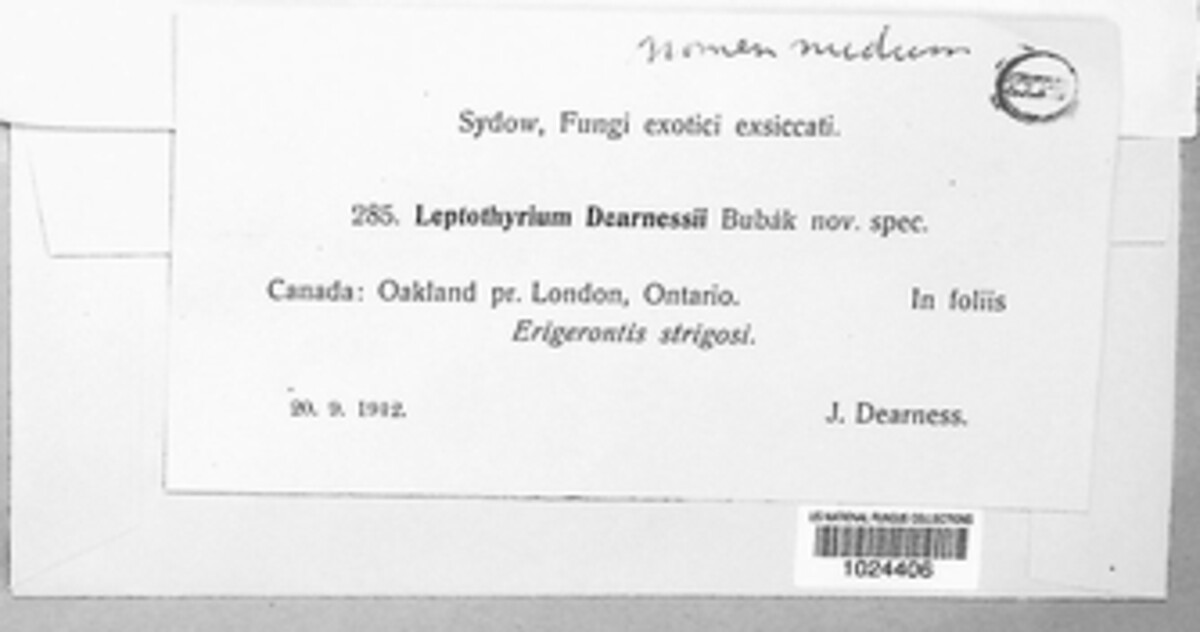 Leptothyrium dearnessii image